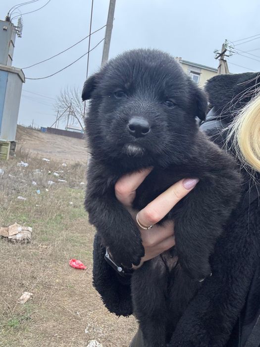 Ищем добрые руки для красивых щенят