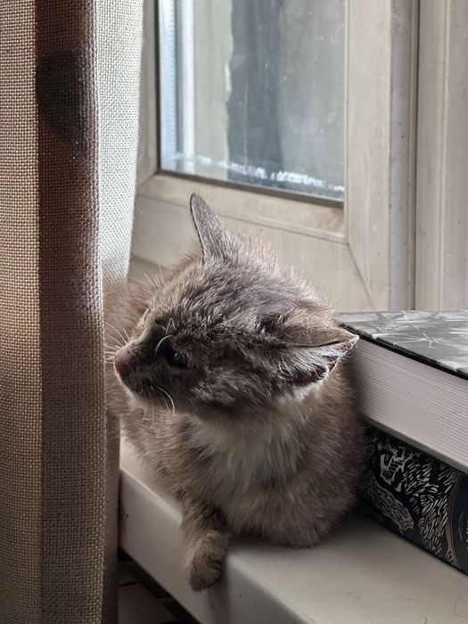 Котенок ищет дом