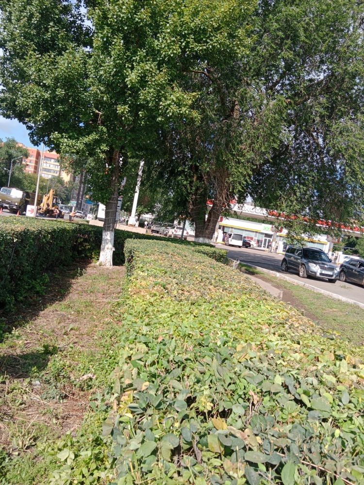 Формовка деревьев.Если что звоните