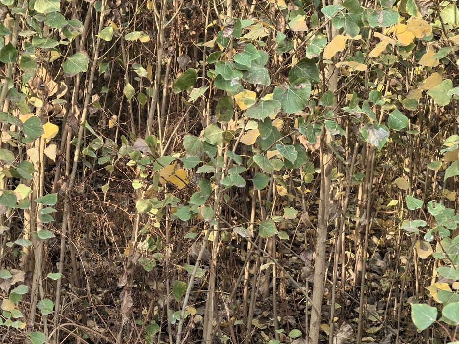 Терак Узбекистан нави