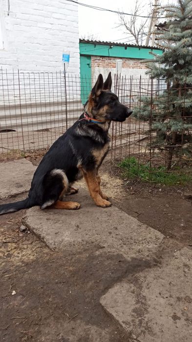 Продам щенков с родословной