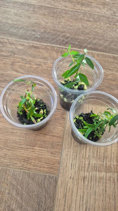 Мирт укоренённые черенки