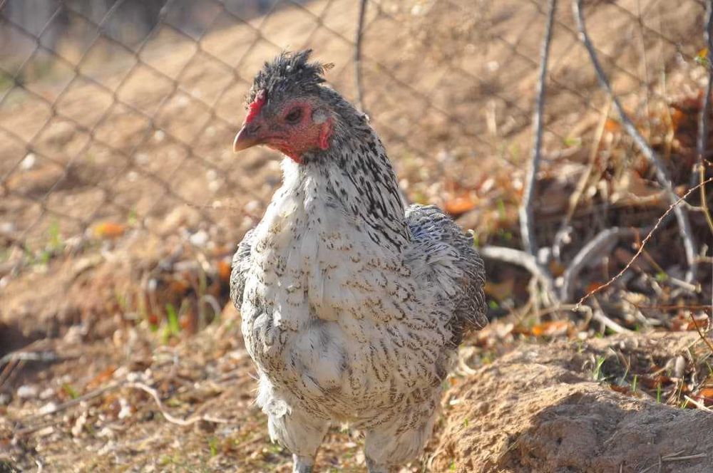 тауық сатылымда/курица