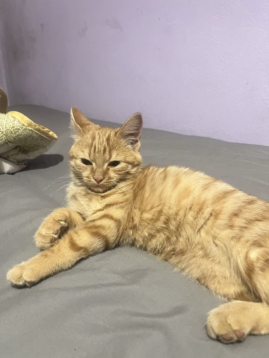 Отдам кота бесплатно