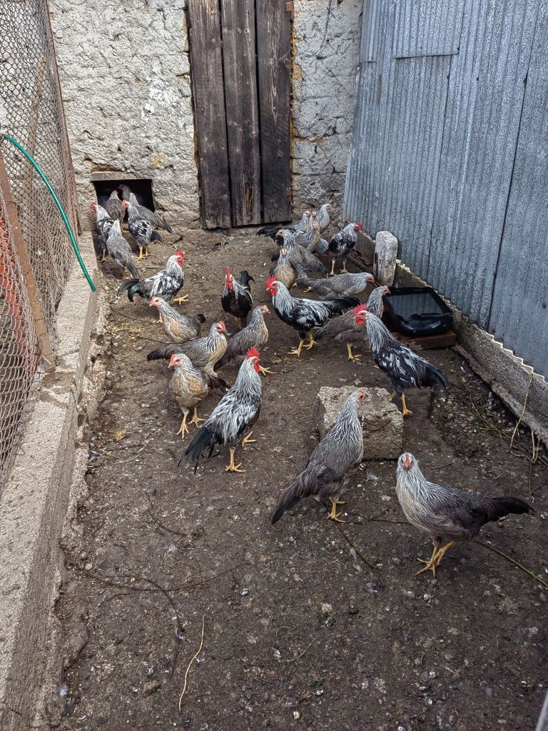 Găini italiana  și cocosi