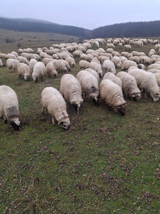 Vând 100 de oi țurcane