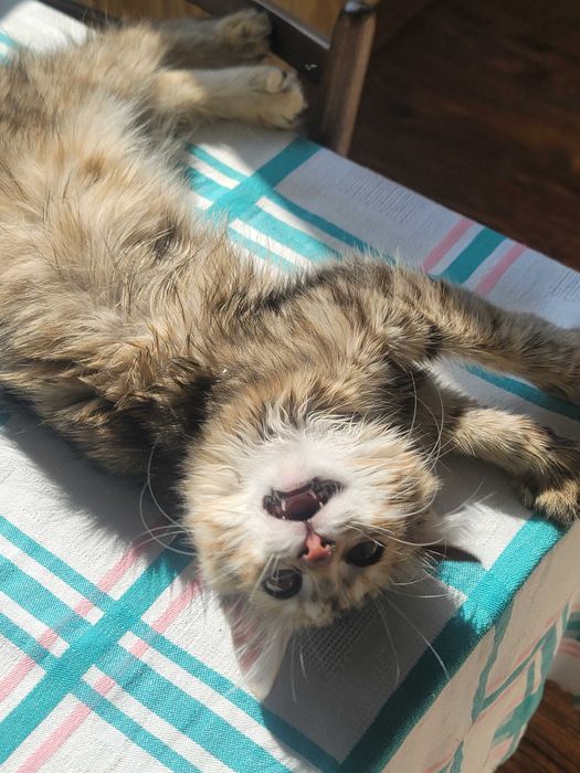 Котенок, девочка