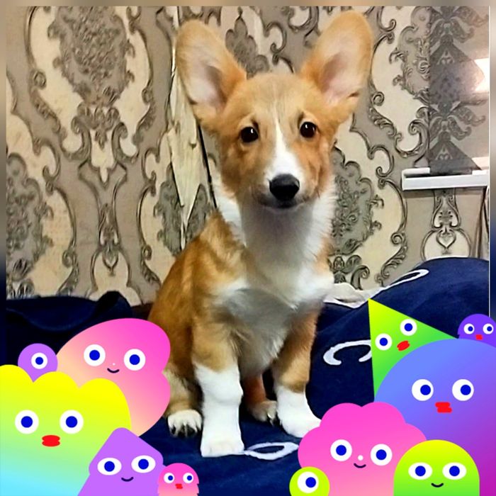 В продаже мальчик вельш пемброк корги