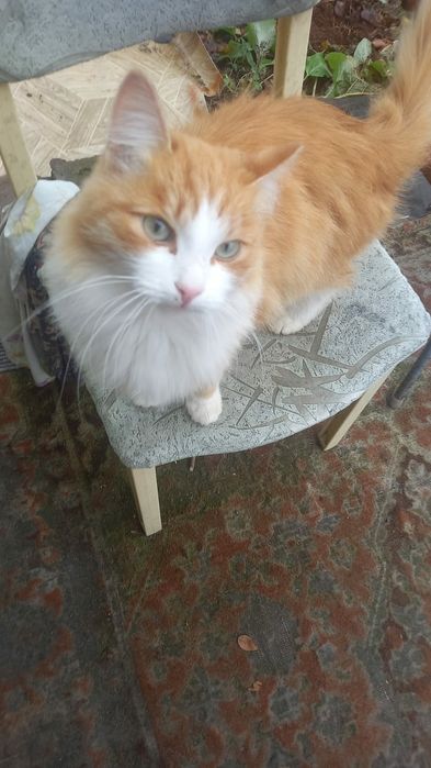 Отдам в добрые руки кота бесплатно.