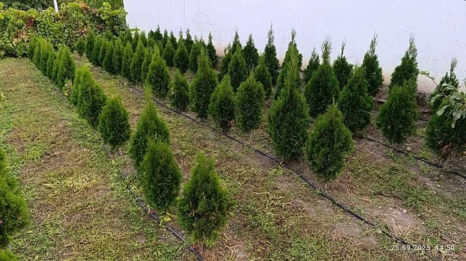 Западна туя Фастигиата / Thuja occidentalis Fastigiata