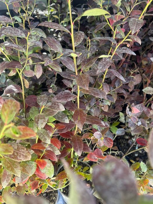 Двугодишен разсад сорт Дюк, Дрейпър, Легаси, Алекс Блю и Ню Хановер