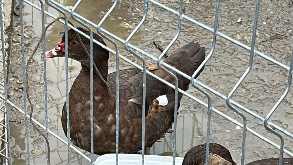 Rate ciocolatii 2025