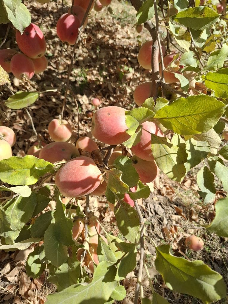 Anor olma bor optom farmeri oʻzidan