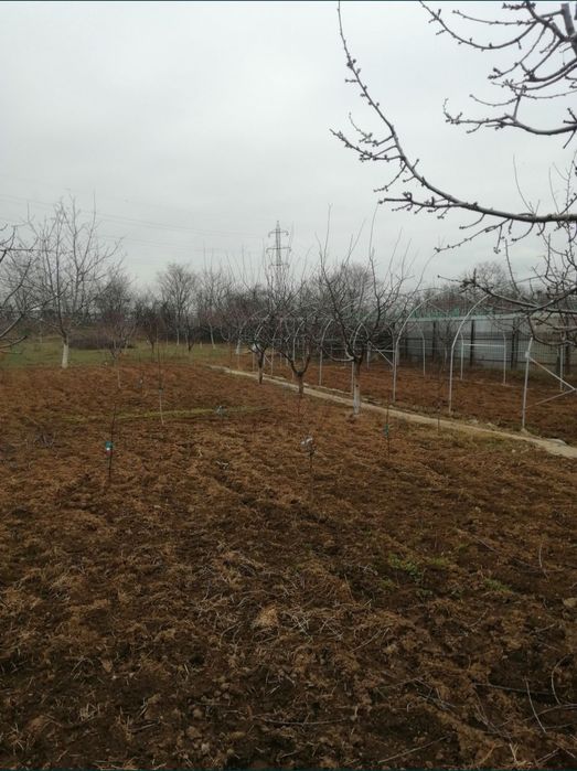 Toaletare pomi fructiferi Ploiesti