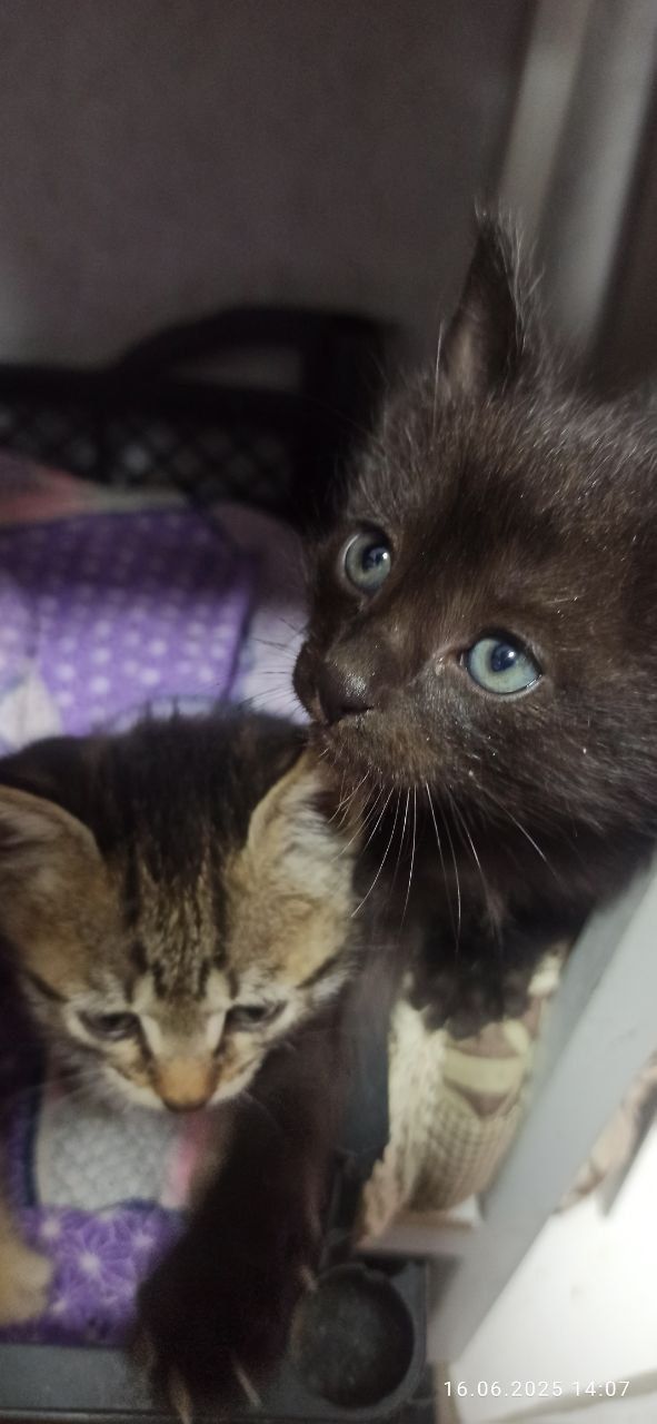 Пристраиваються Котята