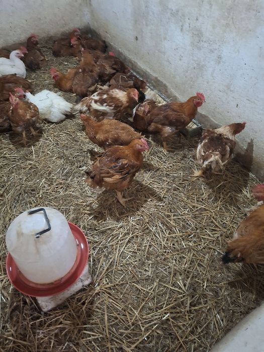 Vind Pui rasă mixtă de la 2,5 kg până la 3 kg