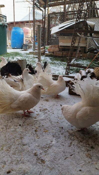 De vânzare porumbei de ornament