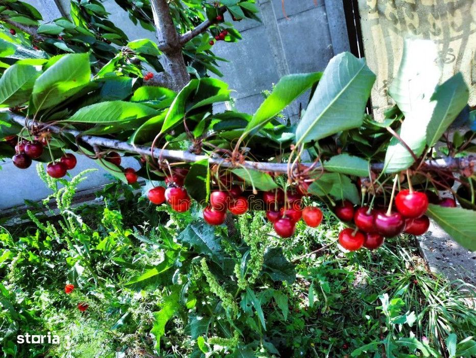 Cumpana | Spațiu și curte generoasă! | Casa familiei tale!
