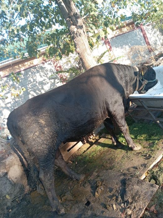 Продам       быку