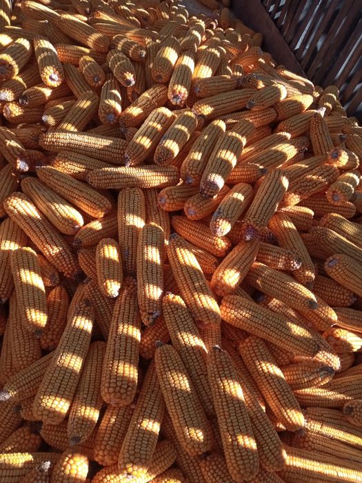 Vând Porumb productie2025