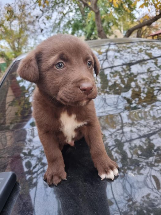 Donez pui de labrador