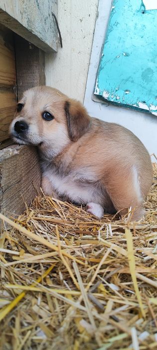 Donez 5 cățeluși adorabili – Județul Argeș 

Caut familii iubitoare