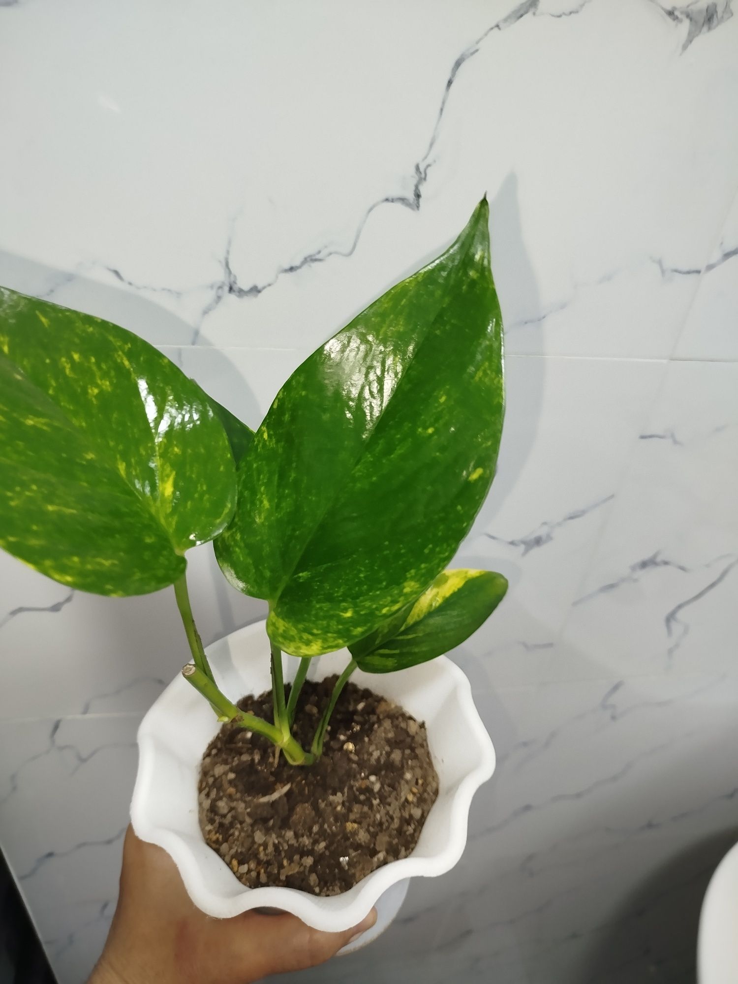 Stendapsus varigatniy