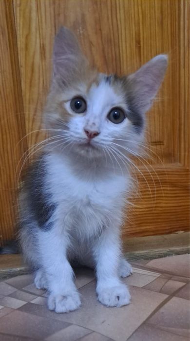 Котята бесплатно