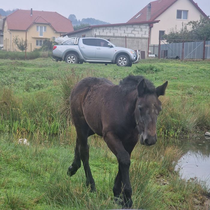 De vânzare mânză neagră