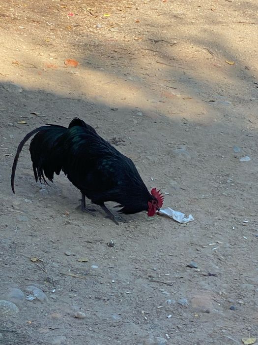 Gaini de vanzare australorp si alte rase