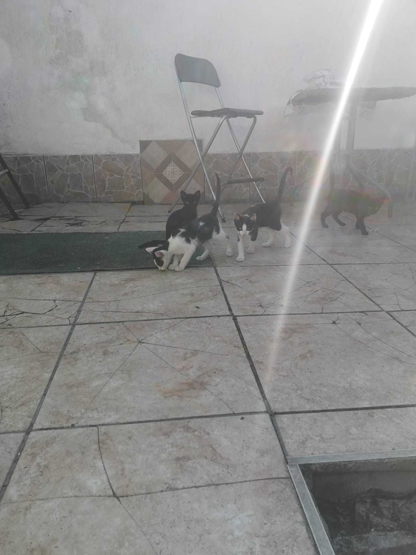 Donez 5 puisori de pisica, varsta 2 luni jumatate