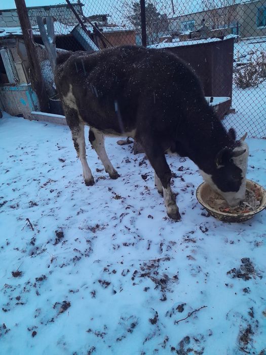 Продам тёлку недорого