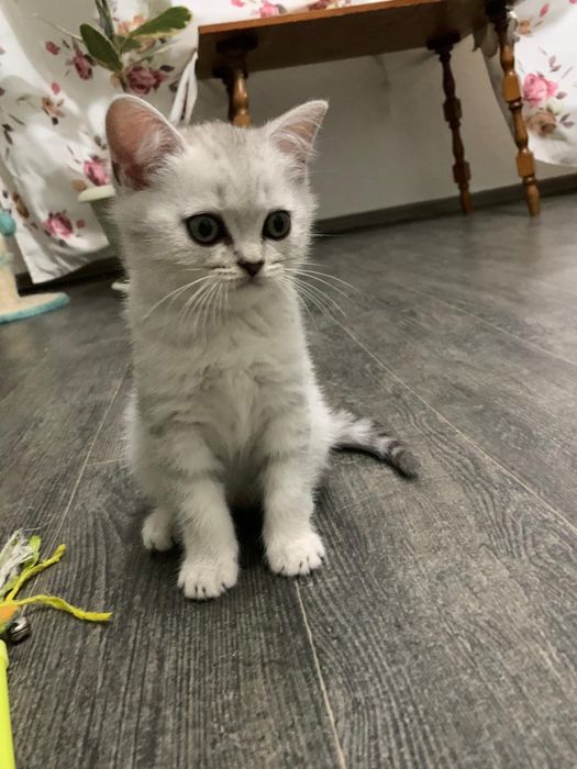 Pisicuta British Shorthair