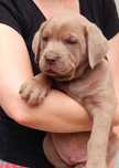 Mascul cane corso rasă pura