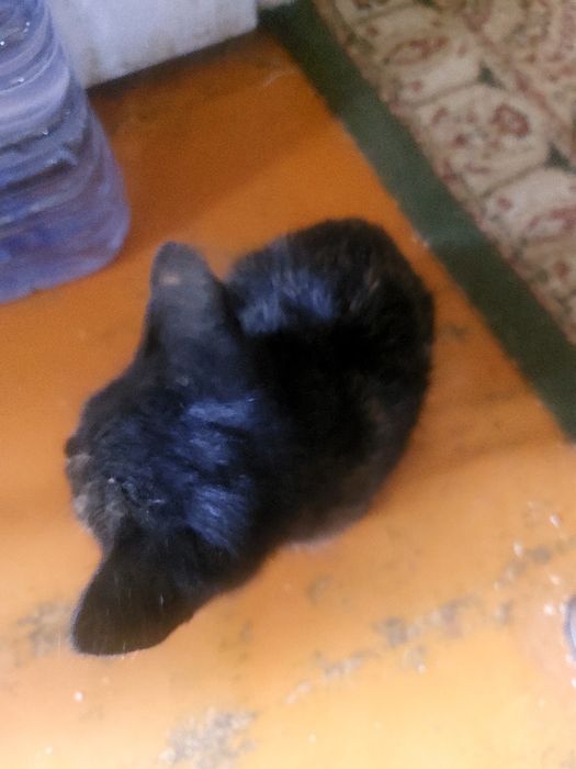Отдам бесплатно котенка