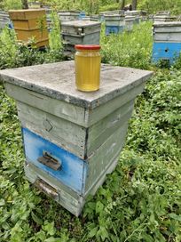 Пчелен мед от овошки основно от череша