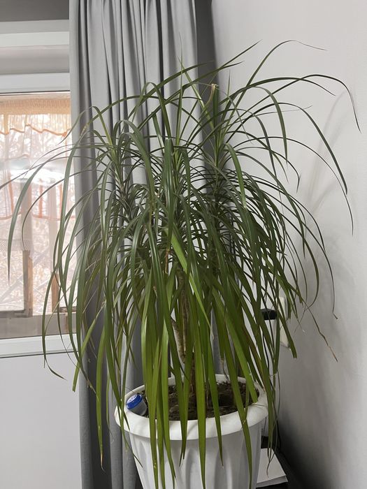 Продам цветок драценна