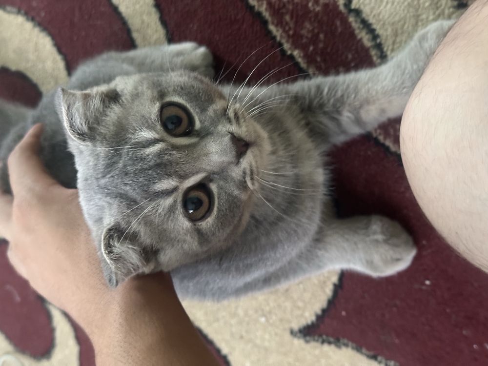 Кошки шатланскии