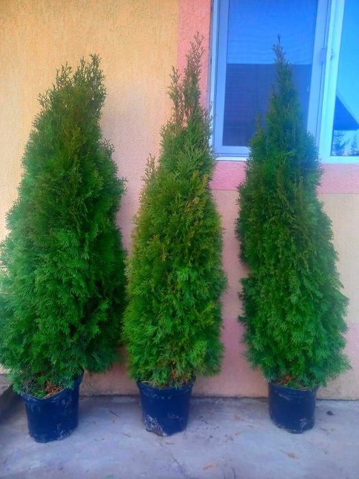 Tuia smaragd la ghiveci inaltime 170 cm