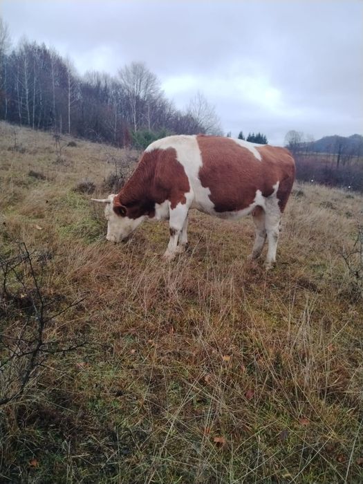 Vând vacă de 6 ani, urmează să fete, montata cu Hamilton.