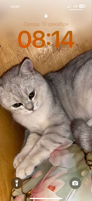 Вязка кота серебристая шиншилла