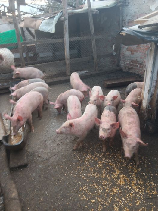 Продавам малки прасенца над 25кг одбити