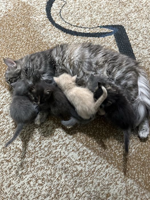 Отдам котят от сибирской кошки (6 недель, бесплатно)