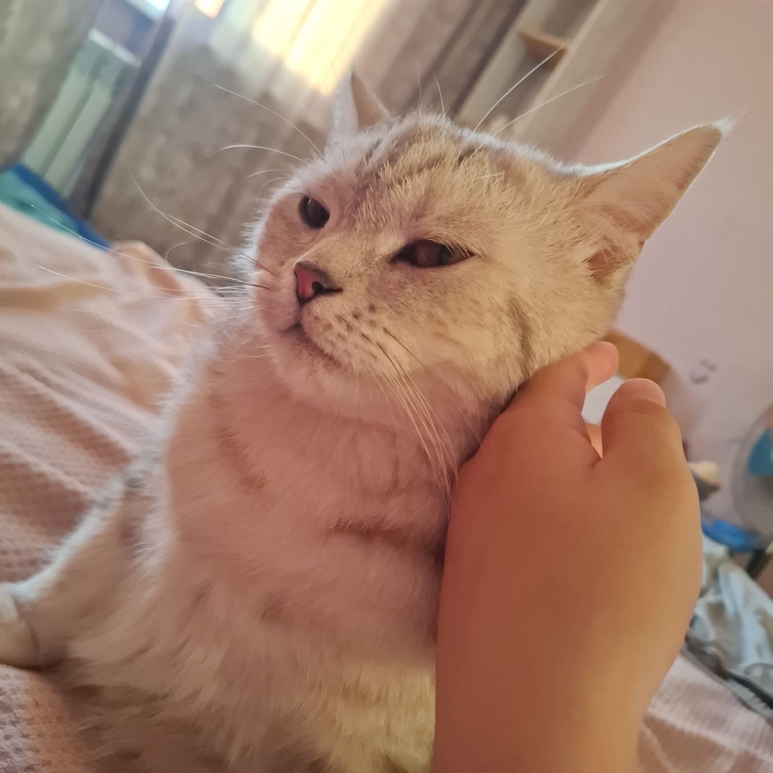 Продаётся кот. Британский прямоухий.