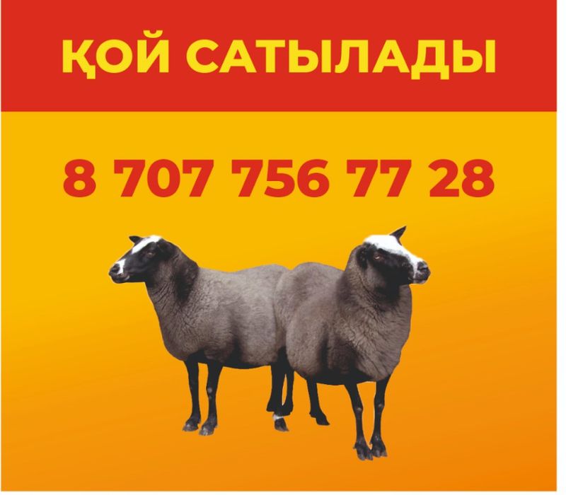 Союға дайын семіз қойлар сатылады.