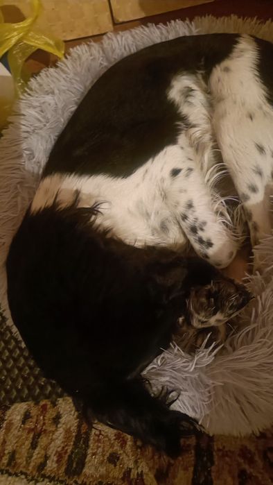 Продам охотничью собаку умная девочка