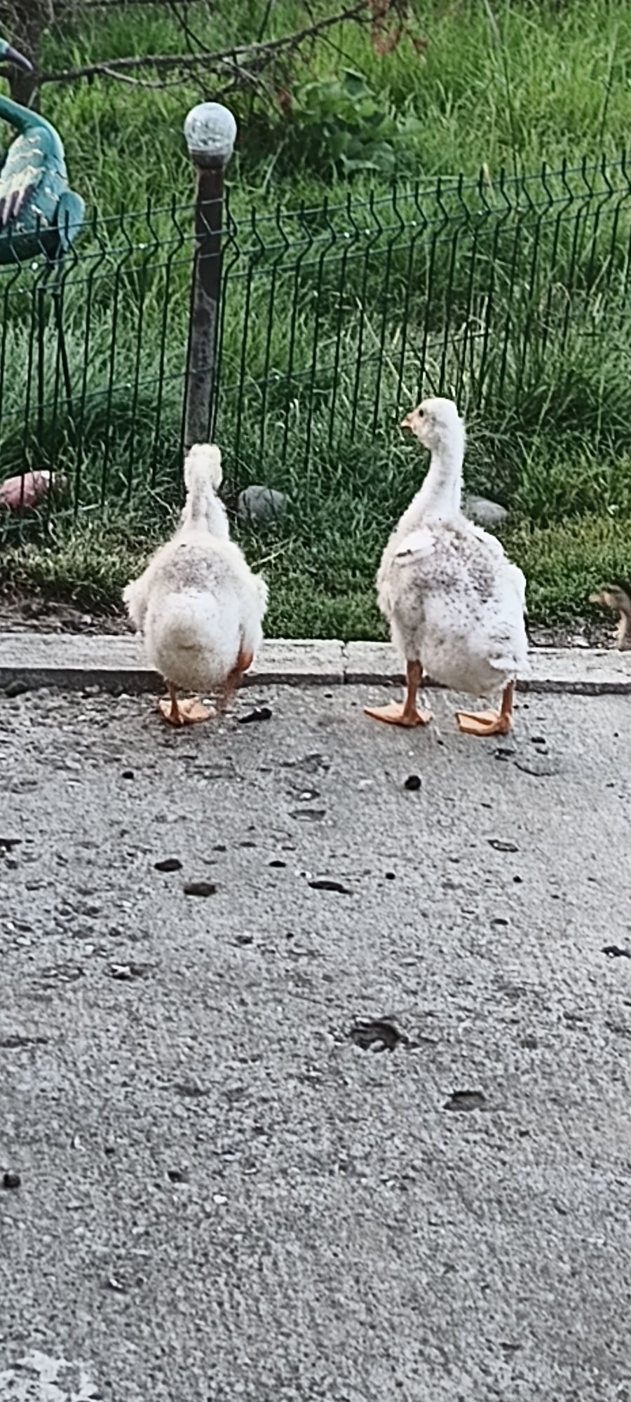 Vand 3 gaste adulte si 3 boboci