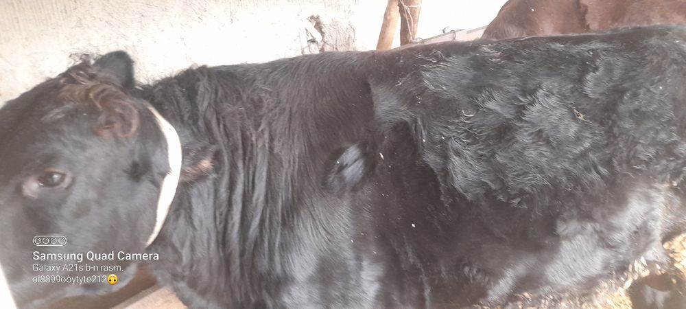 Ассаломуалайкум хукизлар хукизлар пародни  еб и