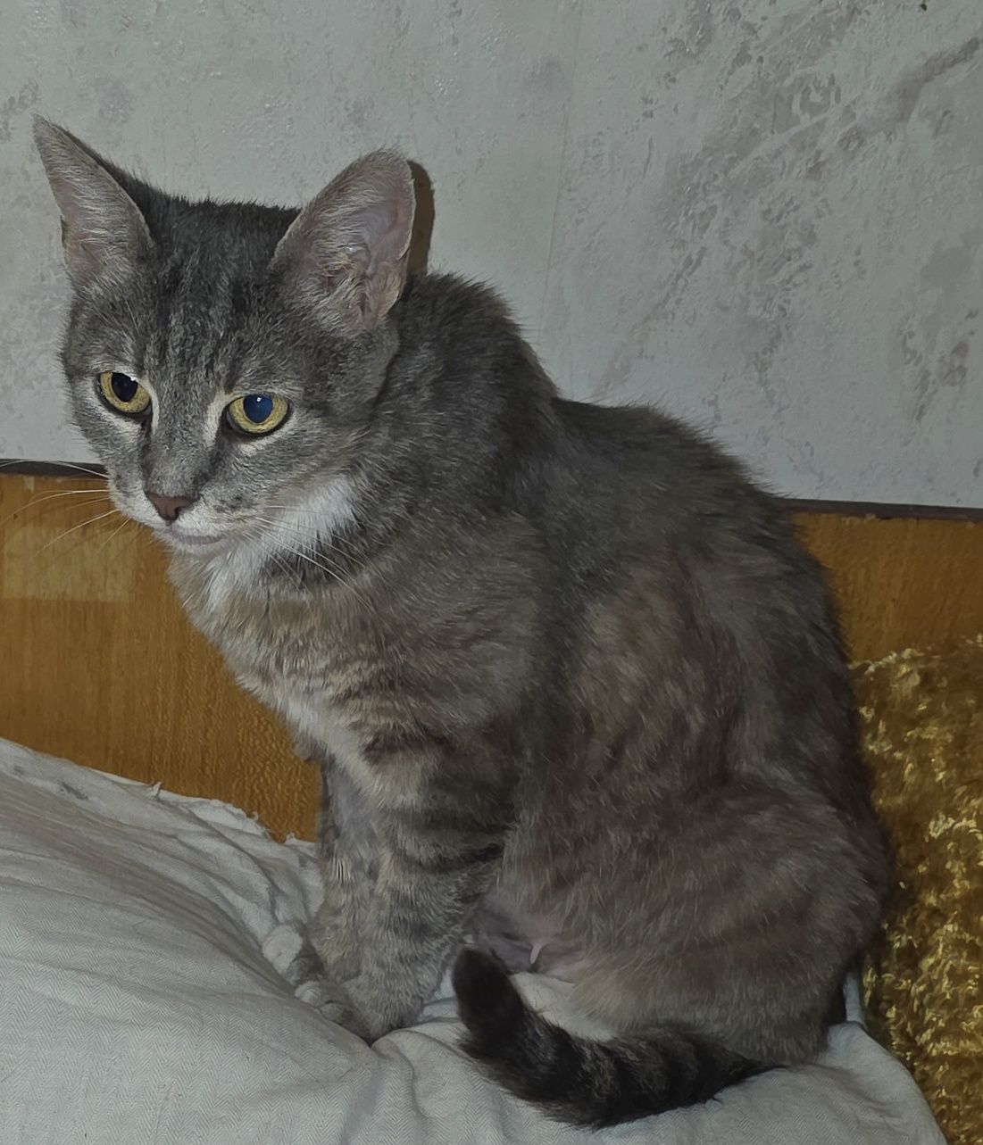 Котка - майка на пет котенца