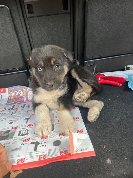 подарък за кученце